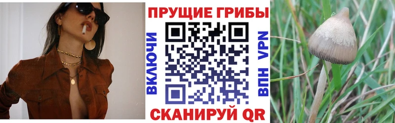 Псилоцибиновые грибы ЛСД Сусуман